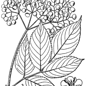 Sambucus canadensis plant met groene bladeren, witte bloemen en donkere bessen.