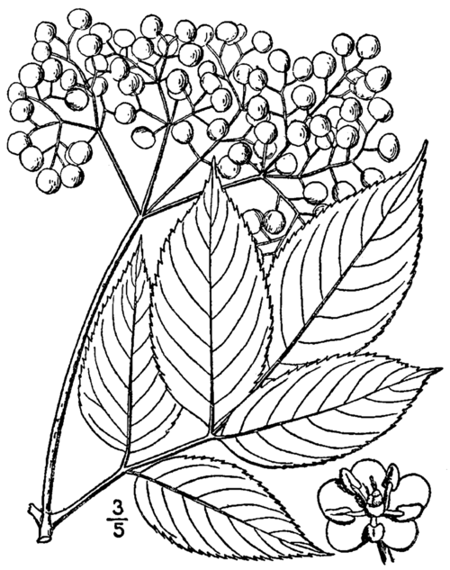 Sambucus canadensis plant met groene bladeren, witte bloemen en donkere bessen.