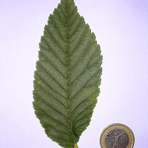 Close-up van Ulmus 'San Zanobi' blad met groene tinten en nerven.