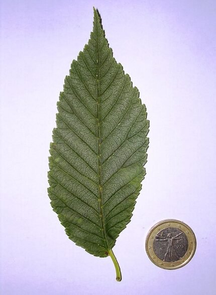 Close-up van Ulmus 'San Zanobi' blad met groene tinten en nerven.
