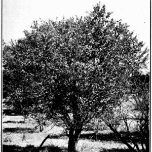 Santalum spicatum boom met zilverachtige schors en groen blad in botanisch boek uit 1922.