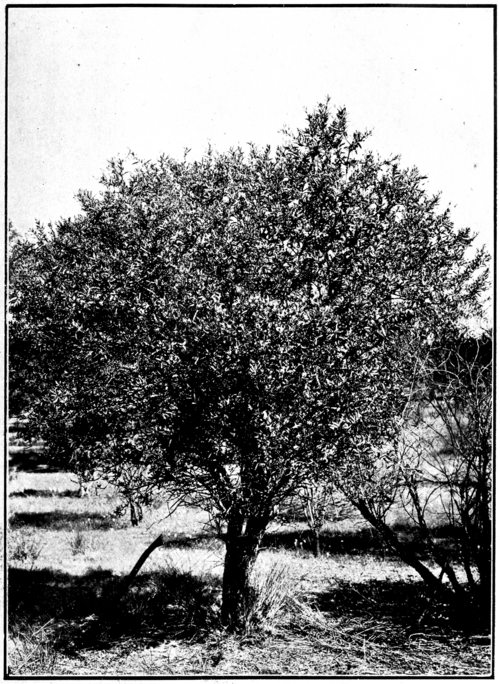 Santalum spicatum boom met zilverachtige schors en groen blad in botanisch boek uit 1922.