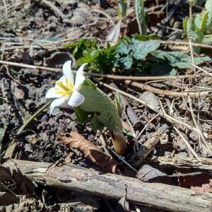Bloedwortel plant met witte bloemen en groen blad op natuurlijke achtergrond.