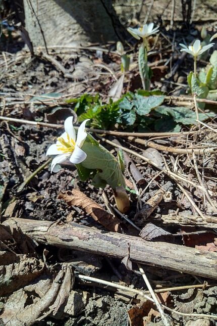 Bloedwortel plant met witte bloemen en groen blad op natuurlijke achtergrond.