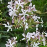 Saponaria officinalis plant met roze bloemen op groen blad.