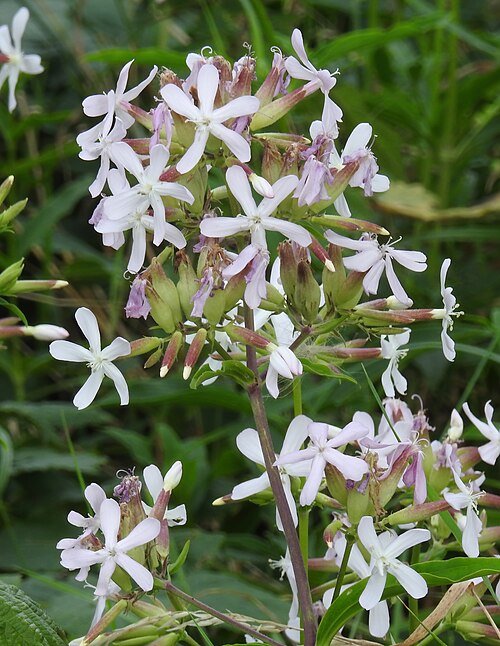 Saponaria officinalis plant met roze bloemen op groen blad.