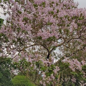 Paulownia kawakamii boom in Kew Gardens, blauwgroene bladeren met opvallende stam.