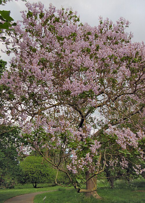 Paulownia kawakamii boom in Kew Gardens, blauwgroene bladeren met opvallende stam.