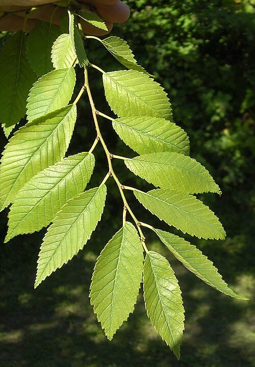 Gouden herfstbladeren van Ulmus 'Sapporo Autumn Gold' boom.