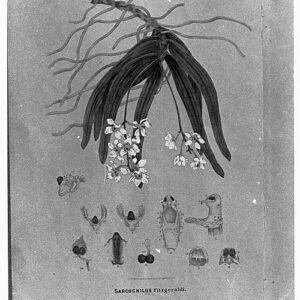 Purple and white Sarcochilus orchid flower on a green background.