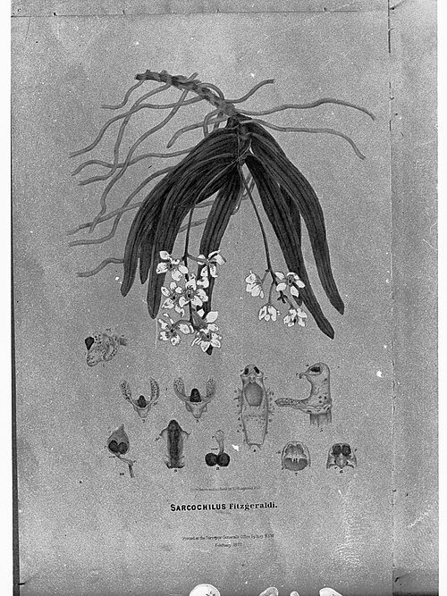 Purple and white Sarcochilus orchid flower on a green background.