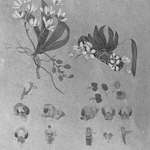 Illustratie van Sarcochilus falcatus orchidee met gedetailleerde bloemblaadjes.