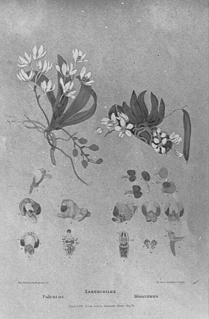 Illustratie van Sarcochilus falcatus orchidee met gedetailleerde bloemblaadjes.
