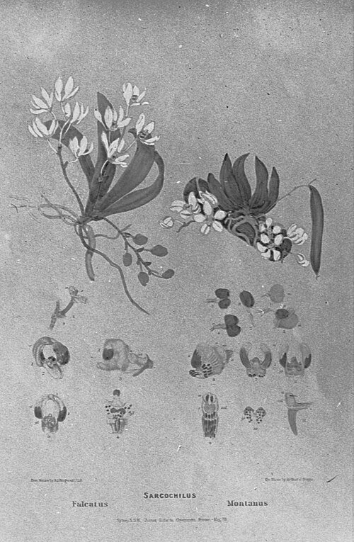 Illustratie van Sarcochilus falcatus orchidee met gedetailleerde bloemblaadjes.