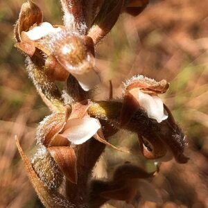 Purple and white Sarcoglottis schaffneri orchid flower in bloom.