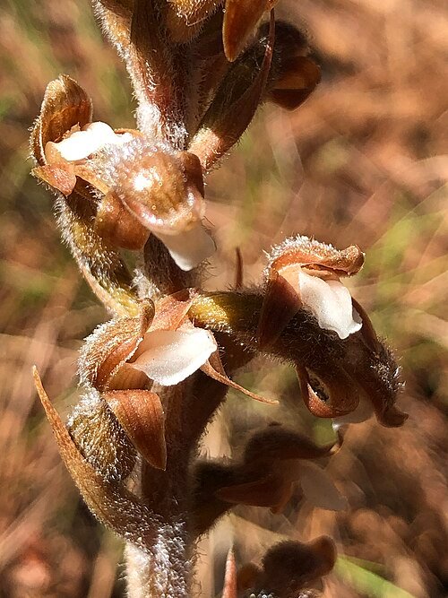Purple and white Sarcoglottis schaffneri orchid flower in bloom.