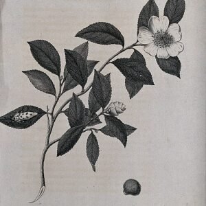 Roze bloeiende Camellia sasanqua plant op een stengel.