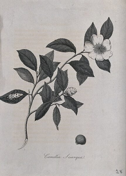 Roze bloeiende Camellia sasanqua plant op een stengel.