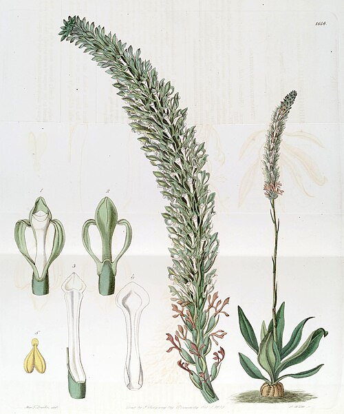 Bloeiende Sauroglossum plant in schaduwrijke omgeving.