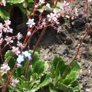 Saxifraga umbrosa plant met ronde bladeren en kleine witte bloemen.