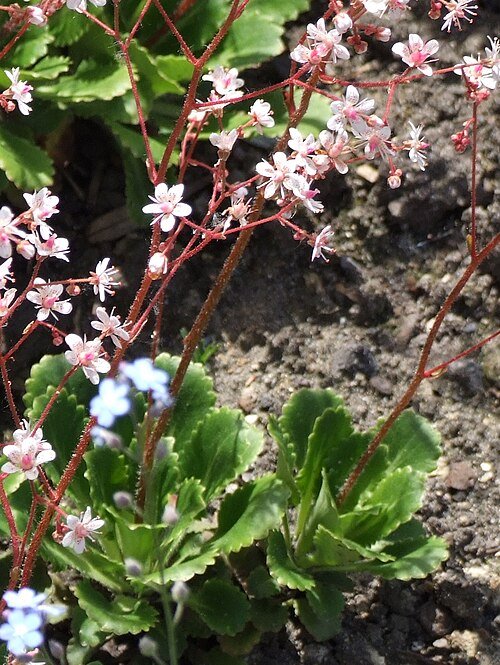Saxifraga umbrosa plant met ronde bladeren en kleine witte bloemen.