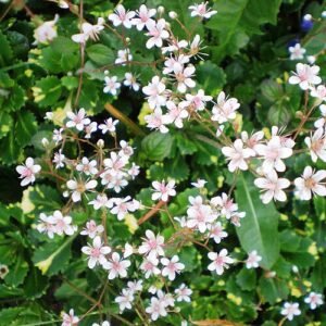 Saxifraga ×urbium plant met kleine witte bloemen en groene bladeren in een tuinsetting.