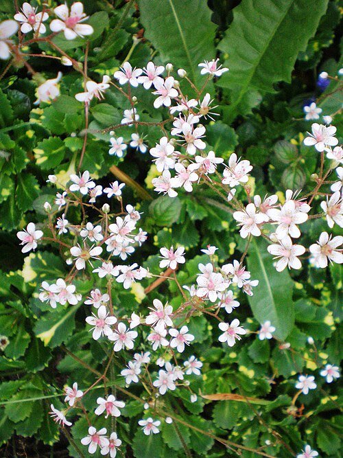 Saxifraga ×urbium plant met kleine witte bloemen en groene bladeren in een tuinsetting.