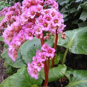Bergenia purpurascens plant met paarse bloemen en groene bladeren.