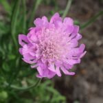 Roze Duifkruid bloem in Pink Mist variëteit.