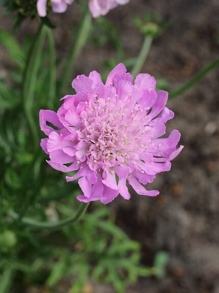Roze Duifkruid bloem in Pink Mist variëteit.