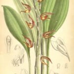 Scaphosepalum pulvinare orchidee met gele bloem en gevlekte bladeren.