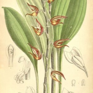 Scaphosepalum pulvinare orchidee met gele bloem en gevlekte bladeren.