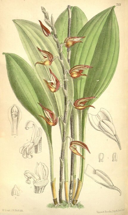 Scaphosepalum pulvinare orchidee met gele bloem en gevlekte bladeren.