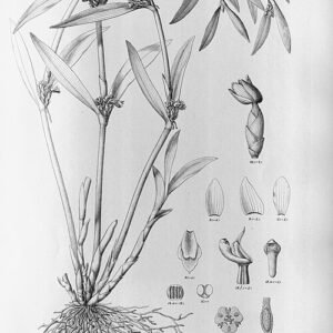 Scaphyglottis modesta orchidee met witte bloemen en groene bladeren op tak.