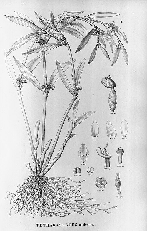 Scaphyglottis modesta orchidee met witte bloemen en groene bladeren op tak.