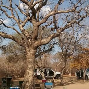 Schinziophyton rautanenii - Groene vetplant met dikke stam en lange bladeren.