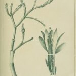 Koraalkleurige Schlumbergera microsphaerica cactus in volle bloei.