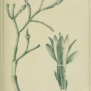 Koraalkleurige Schlumbergera microsphaerica cactus in volle bloei.