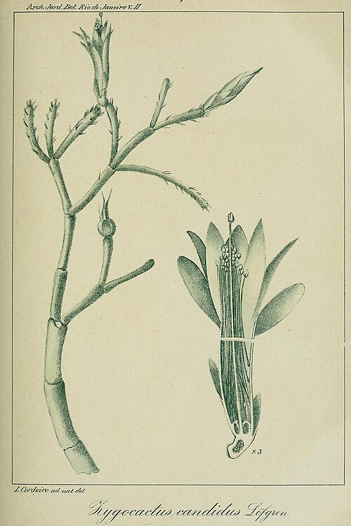 Koraalkleurige Schlumbergera microsphaerica cactus in volle bloei.