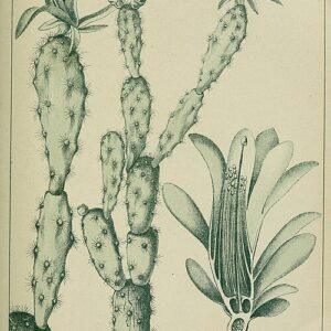 Pink blooming Schlumbergera opuntioides cactus with green leaves.