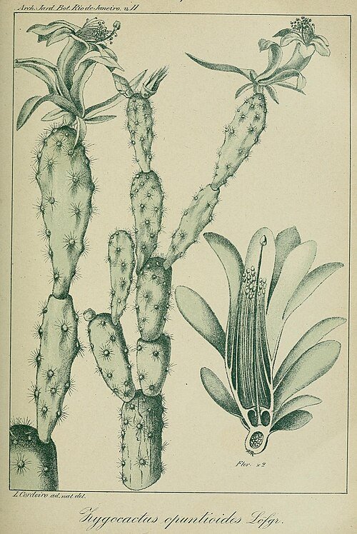 Pink blooming Schlumbergera opuntioides cactus with green leaves.