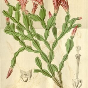 Russelliana Schlumbergera cactus met oranje-roze bloemen en platte bladeren.