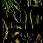 Schoenorchis plant met kleine groene bladeren en delicate witte bloemen in bloei.
