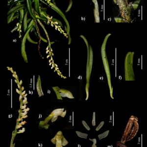 Schoenorchis plant met kleine groene bladeren en delicate witte bloemen in bloei.