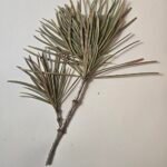 Japanse parasolden met Sciadopitys verticillata takken op een witte achtergrond.