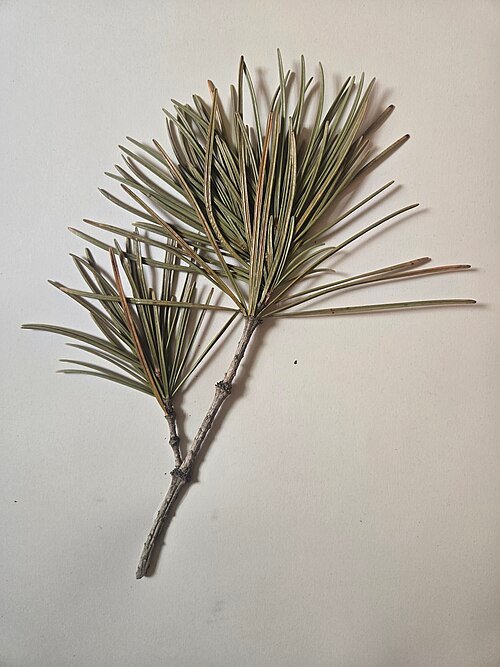 Japanse parasolden met Sciadopitys verticillata takken op een witte achtergrond.