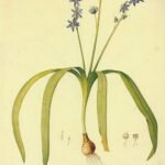 Scilla amoena met helderblauwe bloemen op groene stelen en smal blad.