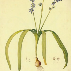 Scilla amoena met helderblauwe bloemen op groene stelen en smal blad.