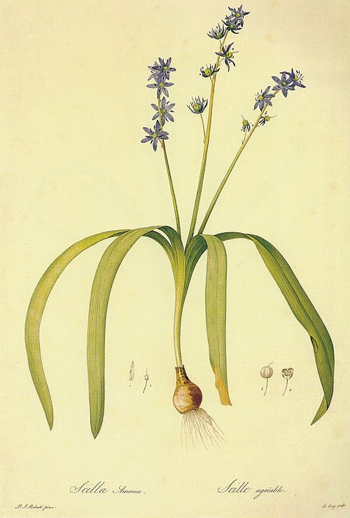 Scilla amoena met helderblauwe bloemen op groene stelen en smal blad.