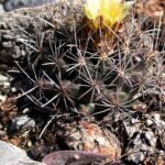 Sclerocactus brevihamatus cactus met roze bloemen in zanderige woestijnomgeving.